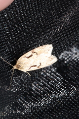 Semioscopis steinkellneriana