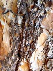 Pinus