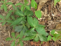 Sanicula smallii