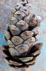 Pinus