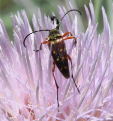 Typocerus