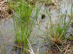 Eleocharis ovata