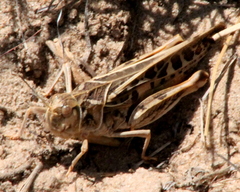 Hippiscini