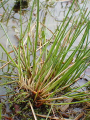 Eleocharis ovata
