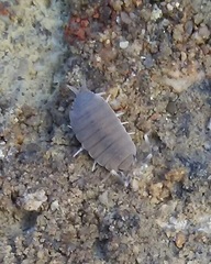 Porcellionides pruinosus