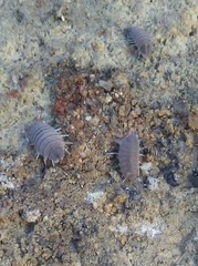 Porcellionides pruinosus