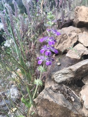 Collinsia tinctoria