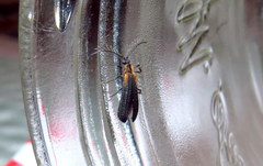 Leptoceletes basalis