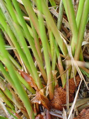 Eleocharis ovata