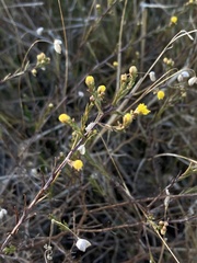 Marasmodes polycephala