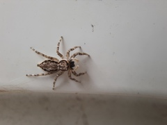 Menemerus bivittatus