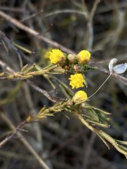 Marasmodes polycephala