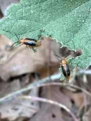 Phyllobrotica limbata