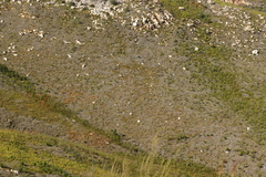 Aspalathus digitifolia