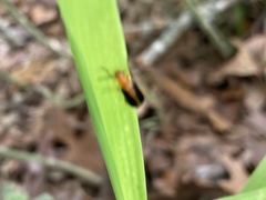 Phyllobrotica limbata