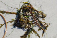 Desmarestia ligulata