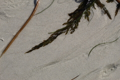 Desmarestia ligulata