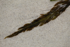 Desmarestia ligulata