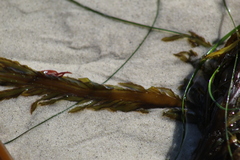 Desmarestia ligulata