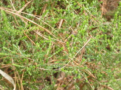 Calluna vulgaris