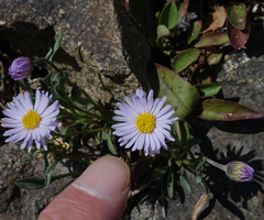Erigeron leiomerus