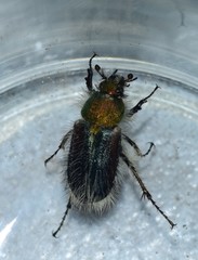 Pygopleurus humeralis