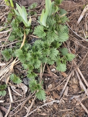Urtica dioica