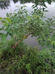 Erythrina crista-galli