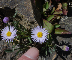 Erigeron leiomerus