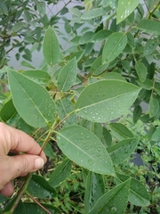 Erythrina crista-galli