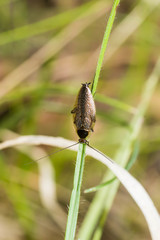 Ectobius erythronotus