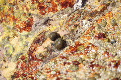 Nerita scabricosta