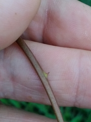 Erythrina crista-galli