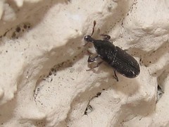 Cossonus
