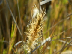 Tenaxia stricta