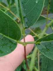 Erythrina crista-galli