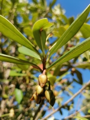 Ternstroemia lineata