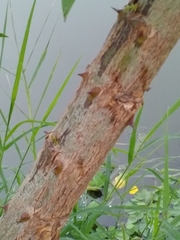 Erythrina crista-galli
