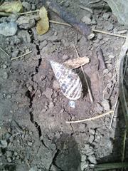 Drymaeus poecilus