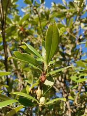 Ternstroemia lineata