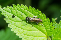 Macrophya albicincta