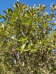 Ternstroemia lineata