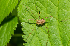 Dasylobus graniferus
