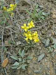 Physaria oregona