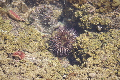 Bunodosoma californica