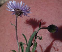 Erigeron leiomerus