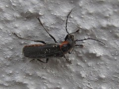 Cantharis pulicaria