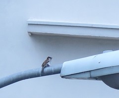 Passer domesticus
