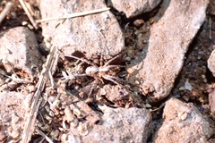 Araneae