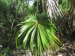 Thrinax radiata